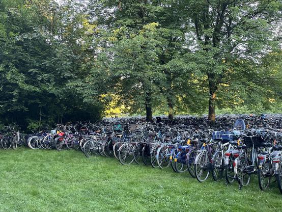 Believe it or not, even more bicycles parked in neat rows on the green surrounded by trees.