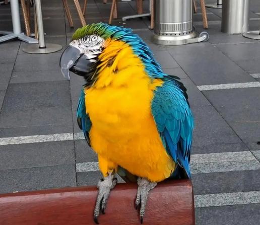 Massive blue and gold macaw perched on a bench in town, looking up quizzically