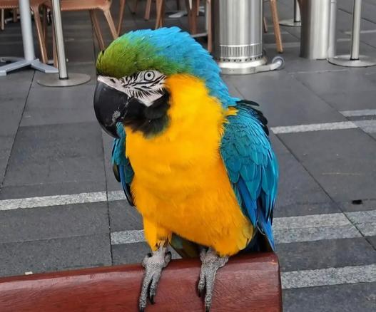 Massive blue and gold macaw perched on a bench in town peering into the camera