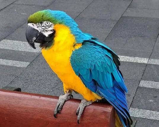 Massive blur and gold macaw perched on a bench in town