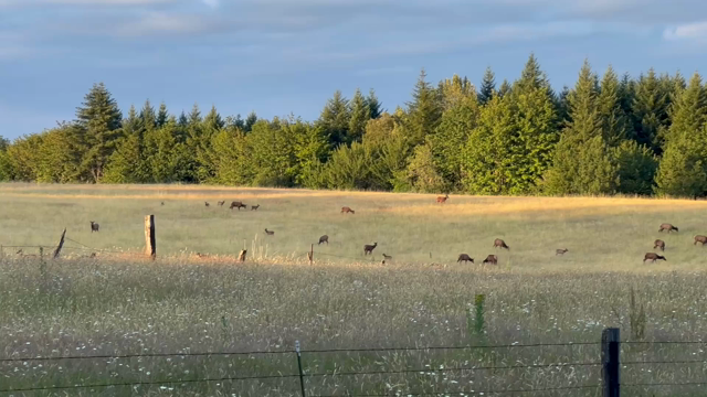 Elk in a field. There are a dozen or so adults standing and grazing, and several babies, a few of whom are running and jumping playfully as the squeak.