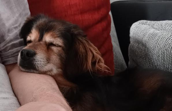 Kokonimix Sean schläft und liegt mit dem Kopf auf meinem Arm