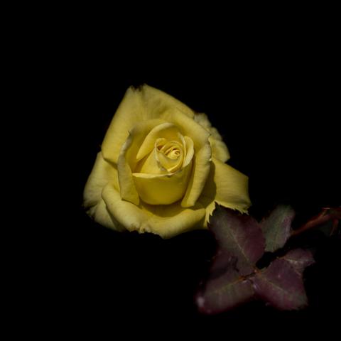 Yellow rose contrasted against a dark background