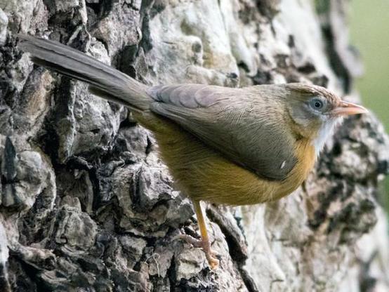 Picture of Tawny-bellied Babbler
