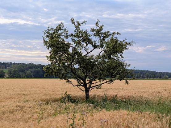 an apple tree in the middle of a golden field of wheat