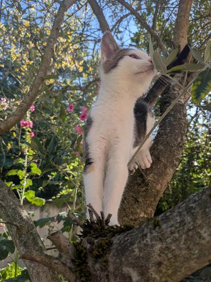 Photo du chaton dans l'olivier, il renifle des feuilles