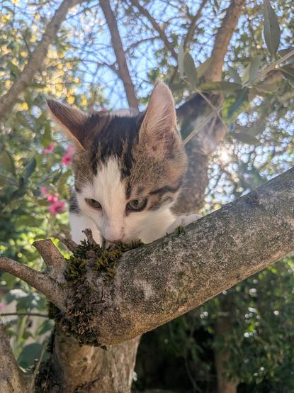 Une autre photo ou il regarde de la mousse sur une branche