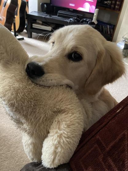 A golden retriever puppy with a teddy clasped hand n her mouth, giving the camera some serious side-eye.