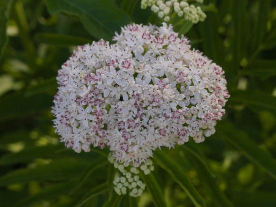 fleur de sureau vivace, ressemble à la valériane alors je ne sais pas, avec une fourmi qui se balade dessus.