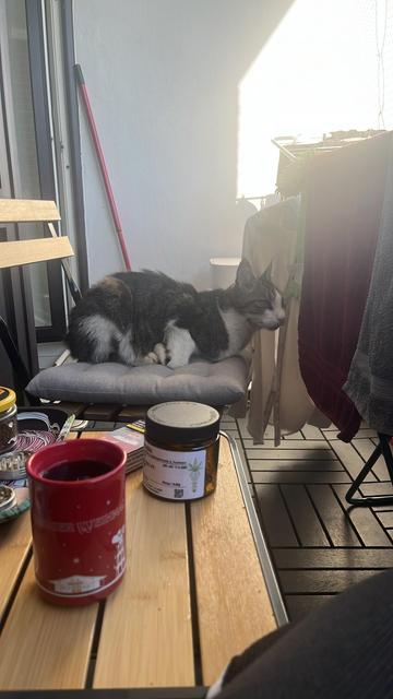 Giotto sits very weirdly on the balcony chair. Like, it's almost loafing, only he sits on the front joint, not the leg itself