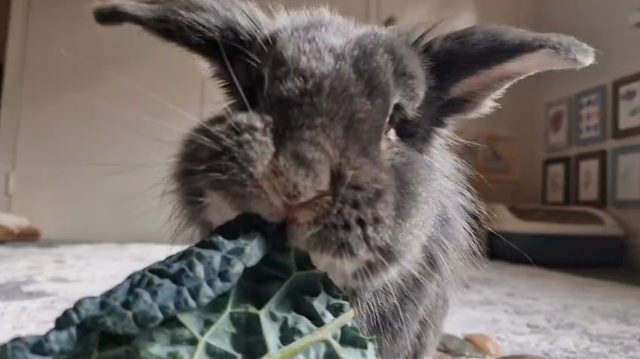 Slow motion video of a fluffy grey bunny eating kale