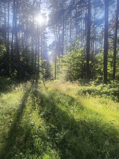 Ein sonniger Wald mit hohen, schlanken Bäumen und dichtem grünem Unterholz. Die Sonne scheint hell durch das Blätterdach oben links und wirft sichtbare Lichtstrahlen zwischen die Baumstämme. Im Vordergrund bedeckt grünes Gras und verschiedene kleine Pflanzen den Boden. Lange Schatten der vertikalen Baumstämme erstrecken sich über die grasbewachsene Fläche. Das Sonnenlicht erzeugt helle, grün leuchtende Bereiche im Kontrast zu dunklen Schattenzonen.