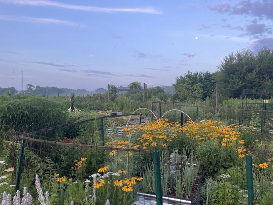 A garden plot with several haphazardly fenced areas in a futile effort to keep out nibbling creatures. Bright yellow rudbekia plants fill the center with daisy like blooms with dark centers. Orange butterfly weed, a type of milkweed is also blooming as is white and pink yarrow, red bee balm and silvery fuzzy lambs ears. Mist rises from the far fields and the early morning sky is still cloaked in pinks and purples at the edges transitioning to sleepy blue and wispy grey and white clouds.