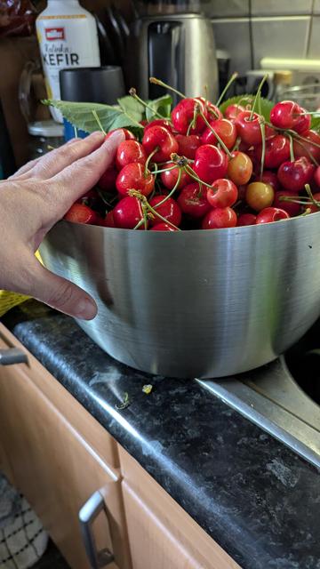 A stainless steel salad spinner bowl filled with ripe cherries. An adult woman's medium sized hand is in the shot for scale.