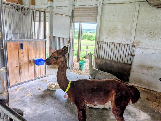 Three alpacas in a barn stall. The nearest, a red/brown alpaca, is standing. The furthest, a silver/gray alpaca, is kushed near the doorway to the corral. Between them, a white alpaca rests his head on the ground.