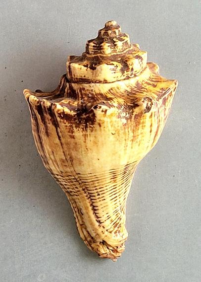 A beige porcelaneous crown conch placed vertically against a gray background, crown at the top, curved back showing. Lots of brown deposits throughout from long use (and probably not enough cleaning).