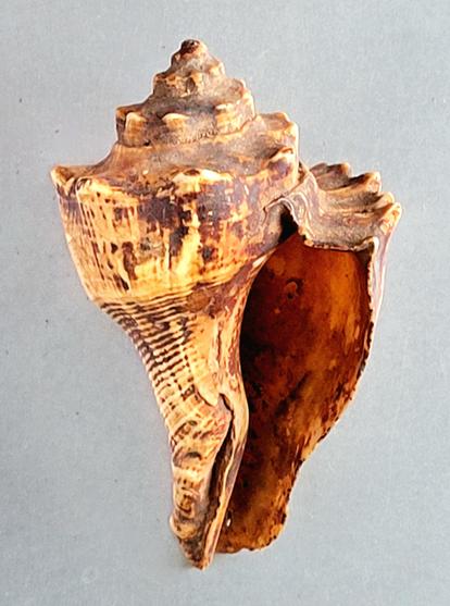 A beige porcelaneous crown conch placed vertically against a gray background, crown at the top, opening on the right. Lots of brown deposits throughout from long use (and probably not enough cleaning).