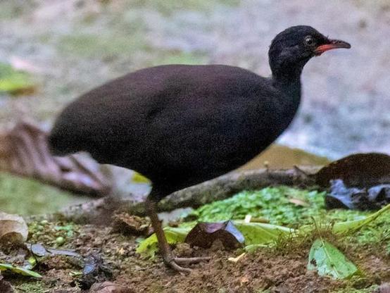Picture of Berlepsch's Tinamou