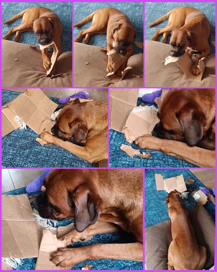Boxador scheurt vakkundig een kartonnen doos in stukjes.
