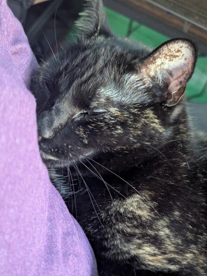 A picture of my cat asleep in my arms, i am wearing a purple shirt
