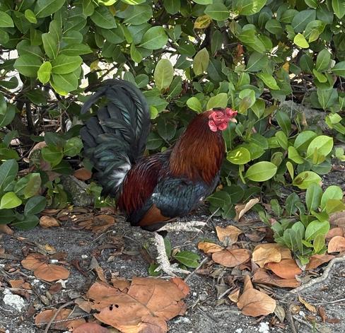A chicken stands on some gray soil, facing right. The soil is covered with leaf litter and twigs. The chicken has red wattles, a reddish-orange neck and a black belly. The bird's back is dark reddish. The bird's tail stands erect, its feathers are a dark green. The bird's feet and legs are a roughly textured white. The bird stands in front of a wall of green vegetation.