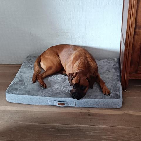 Boxador ligt op orthopedisch kussen