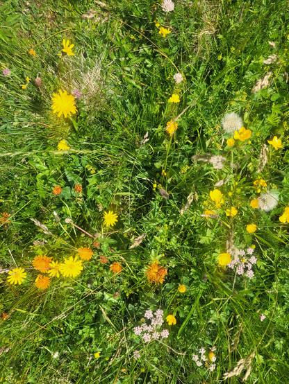 Gelbe, weiße und orangene Blüten auf einer Wiese