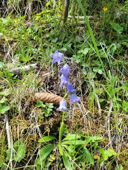 Hängende hellblaue Blüten vor einer Wildwiese