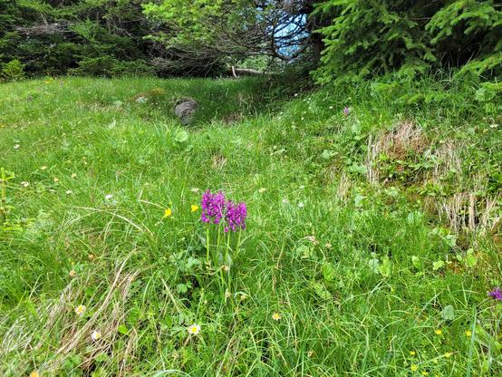 Violette Blüten auf Almwiese