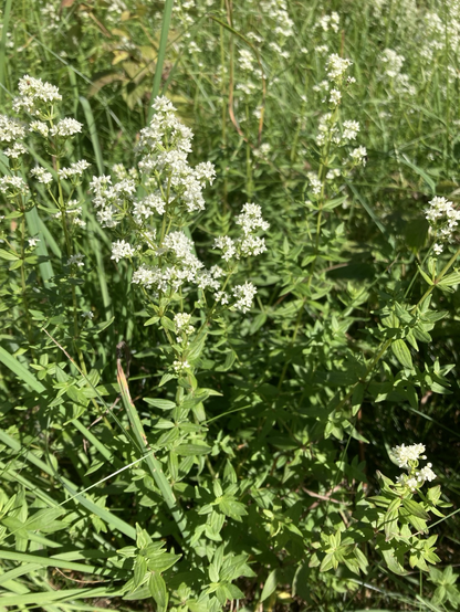 Green leaves with small star-like flowers