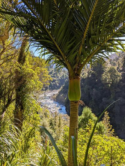The title image of the article, featuring a Nīkau palm in the foreground, at altitude on a clear and sunny day looking over a river running through the Tararua Ranges, Lower North Island, Aotearoa New Zealand (photo by me).