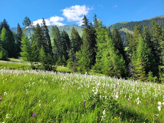 Zahllose weiße Blüten auf einer Alpenwiese, im Hintergrund Nadelbäume und Bergketten