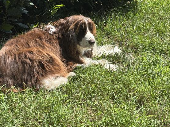 A brown and white medium-sized dog with long ears and luxurious hair, lies in the grass, in full sun. She looks quite comfortable, despite the extreme heat.