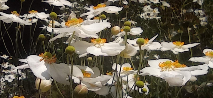 une multitude de fleurs blanche à cœur jaune photographiées pour se présentent toutes de profil, dans le plan de toutes les corolles.