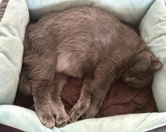 A grey cat, deeply asleep curled like a shrimp with back arched and legs all together in a blue cushioned cat bed with a brown towel under him.
