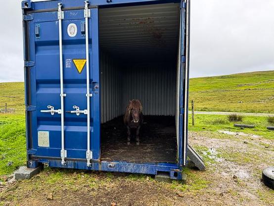 Shetland pony in his container