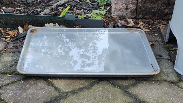 In slow motion: A grey squirrel jumps into a baking tray filled with water and jumps away immediately, alarmed.