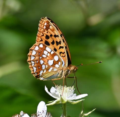 A close-up of a butterfly with orange and black markings perched on a white flower against a blurred green background.