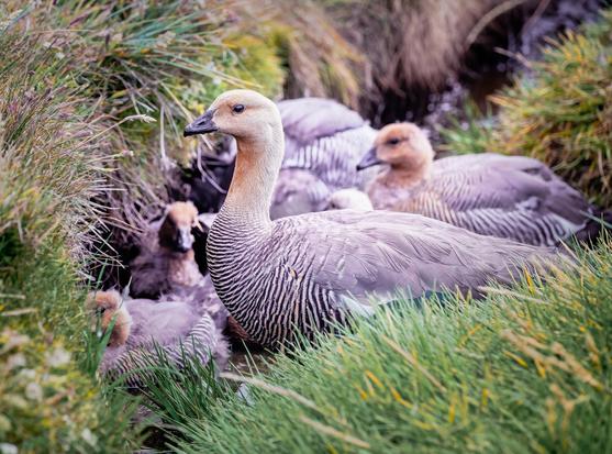 Adult upland goose and goslings nestled in the grass in the Falkland Islands.