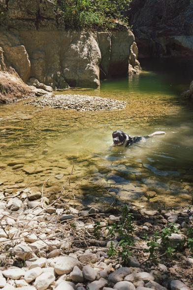 un petit chien blanc et noir nage dans l’eau de la piscine naturelle en question