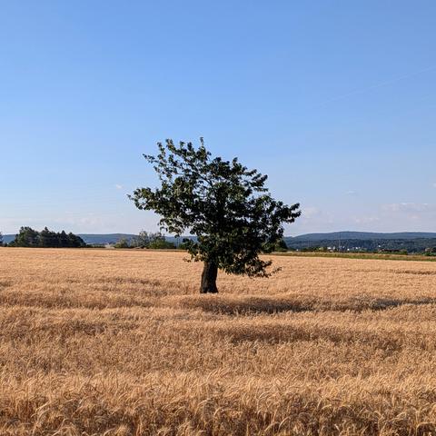 A lone tree standing in the middle of a magnificent golden field of barley