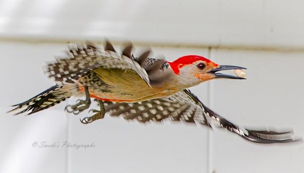 "Amidst the sun-dappled morning, a red-bellied woodpecker takes to the air, its wings slicing through the breeze. The woodpecker’s body is a symphony of soft grays and browns, adorned with striking black and white stripes that stretch across its wings and tail. A dash of crimson crowns its head, a beacon of color against the muted canvas.
As it soars, the woodpecker clutches a prize—a peanut. The nut, nestled securely at the tip of its beak, is a testament to resourcefulness. Perhaps it was scavenged from a nearby feeder or hidden cache—the result of tireless foraging.
The white fence serves as both backdrop and stage. Its clean lines provide contrast to the dynamic motion of the woodpecker. Each feather on the bird’s body is meticulously etched—a masterpiece of nature’s design. The fence blurs into soft focus, allowing the woodpecker to take center stage.
Imagine the rhythmic beat of its wings, the precision of its flight. The woodpecker’s eyes are sharp, its purpose clear. It dances between earth and sky, bridging worlds for those who cannot witness this fleeting spectacle." - Microsoft Copilot
