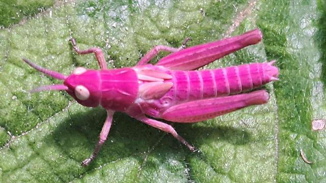 Nahaufnahme einer pinken Heuschrecke auf einem grünen Blatt.