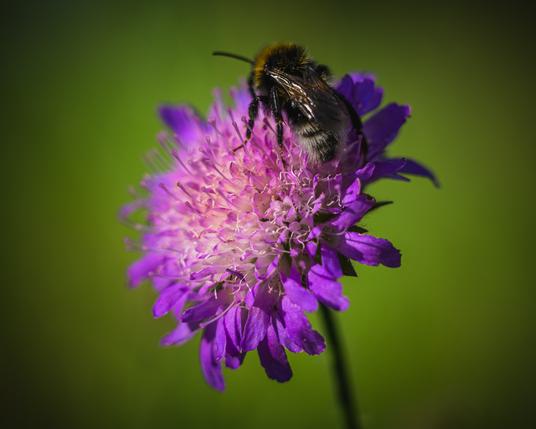 A photograph of a bumblebee sitting with its back toward the camera on top of a large purple/pink flower which consist of many small florets in  a disc shape. The face of the flower is to the left and up.

The flower sits on the end of a long stalk, that can be seen out of focus below the flower.

The background behind the flower and bee is a bright olive green blur.