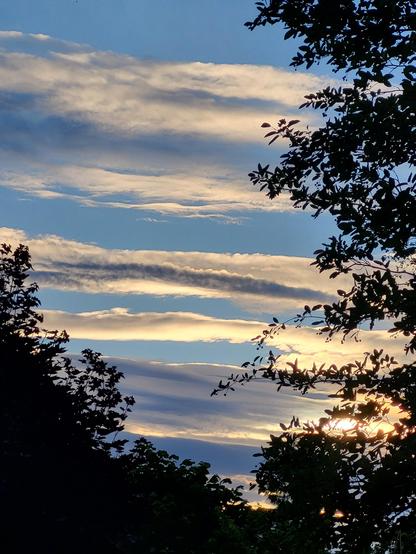 Ein vertikales Foto zeigt einen blauen Himmel mit horizontalen Wolkenbänder Wolkenbändern, die von dunklen Baum-Silhouetten eingerahmt werden. Die Wolken sind weiß und hellgrau sowie in langgestreckten Formationen angeordnet. Dunkle Zweige und Laub säumen den linken, rechten und unteren Bildrand. Im Bereich der unteren rechten Ecke scheint helles Licht durch das Blattwerk.