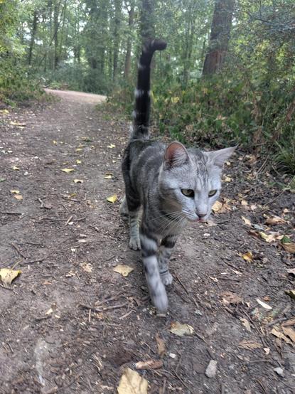 La grise qui marche sur un chemin en forêt