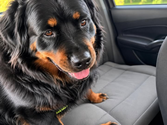 A furry female Rotweiller, who is headed to be spayed.. She is in the back seat  of the rescuers car.