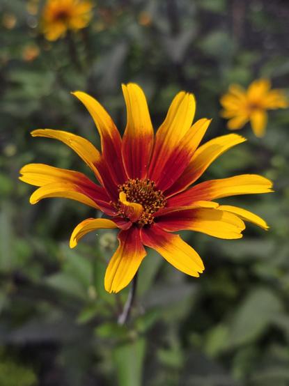 A burning hearts false sunflower. 
It is a false sunflower with a deep red center area within the "heart" of the flower with yellow tipped petals.
A couple of others are out of focus.