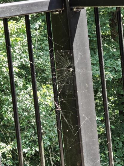 A photograph of the corner of my deck with the sun angle just so that you can actually see the entire orb weaver web.