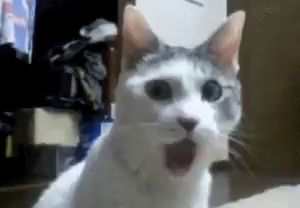 shock cat